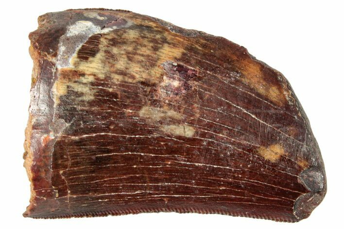 Bargain, Carcharodontosaurus Tooth - Real Dinosaur Tooth #250571